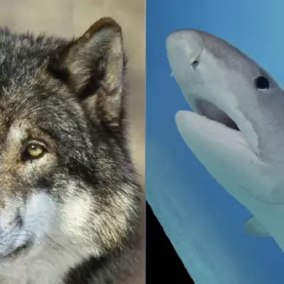 Requins et Loups, frères d’effroi?