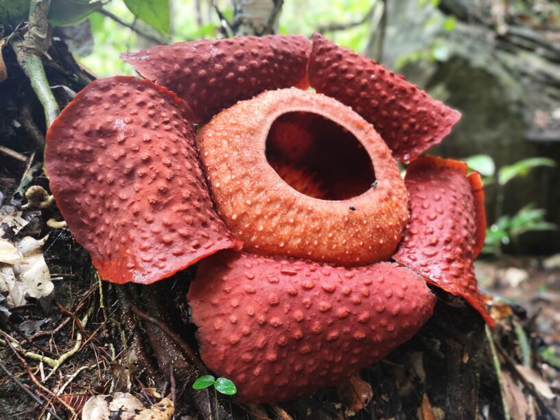 Rafflesia ©Gunung Gading National Park