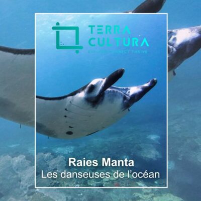 Terra-Cultura reportage sur les raies Manta