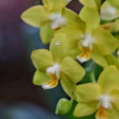 Les Orchidées Sauvages : Un Trésor de la Biodiversité Tropicale