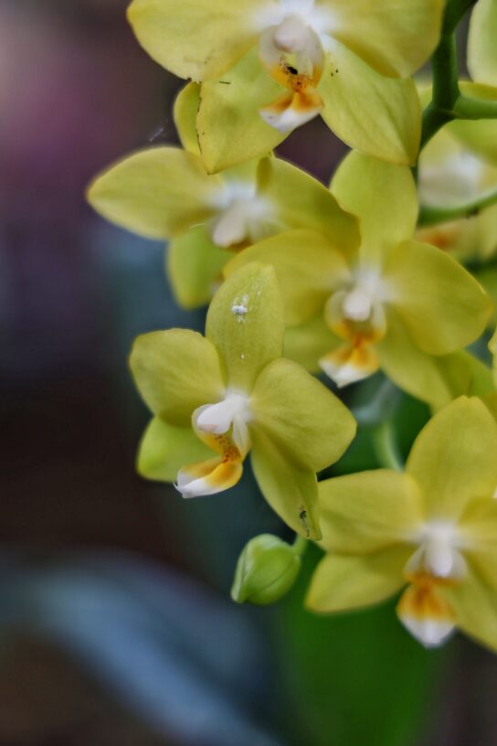 Les Orchidées Sauvages : Un Trésor de la Biodiversité Tropicale