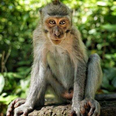 Macaques crabiers • ©Damien_Lafon (Terra Cultura)