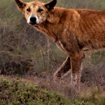 Dingos en Australie